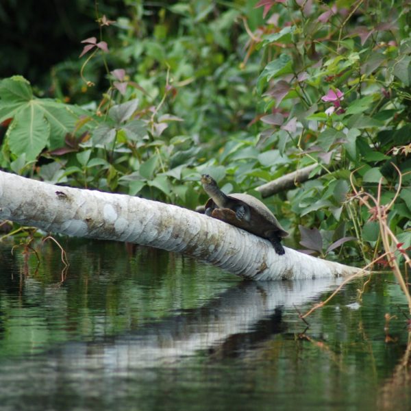 DagenOnbekendNoelKempff&#dePantanal