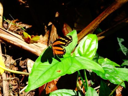 Dagen–ElSalvadorTotaalIndividueel