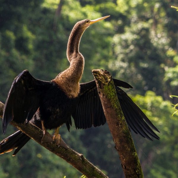 dagen–CostaRicanatuurroadtrip