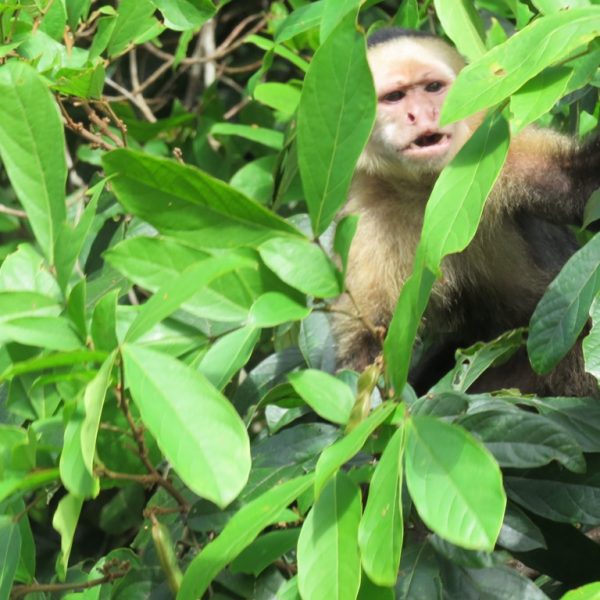 dagen–CostaRicanatuurroadtrip