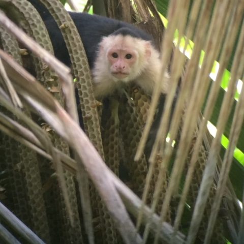 dagen&#Panama&#CostaRicafamiliereis