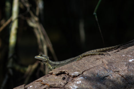 dagenAvontuurlijkeZuidwestCostaRicarondreis
