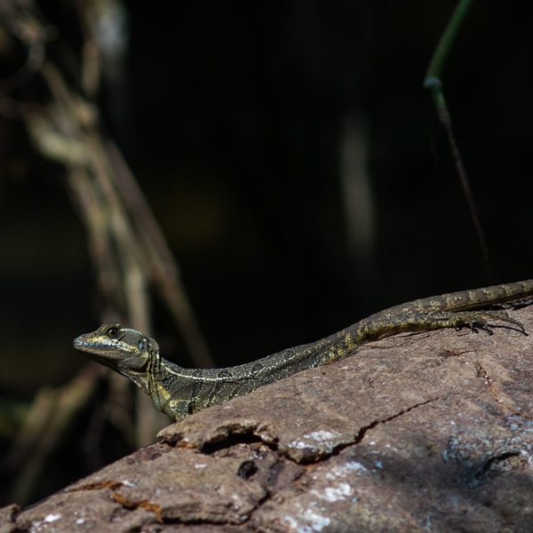dagenAvontuurlijkeZuidwestCostaRicarondreis
