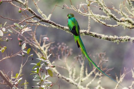 dagen–CostaRicanatuurroadtrip