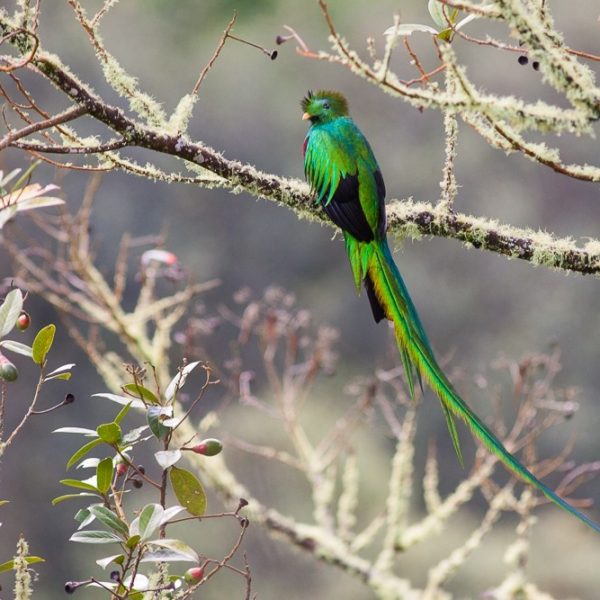 dagen–CostaRicanatuurroadtrip