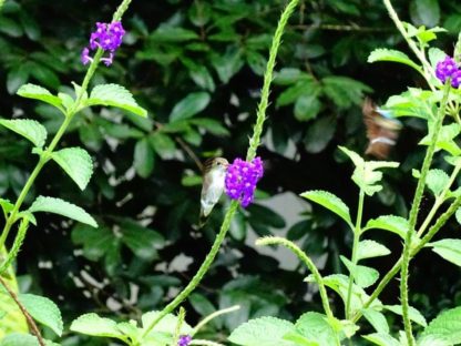 dagen&#;BijzonderNicaragua&#;Honduras