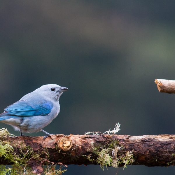 dagen–CostaRicanatuurroadtrip