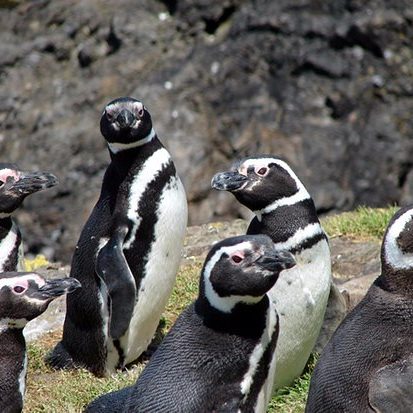 19 dagen – Chileens mooi merengebied