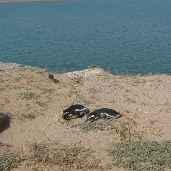 daagseArgentiniëHoogtepuntenreis&#deel