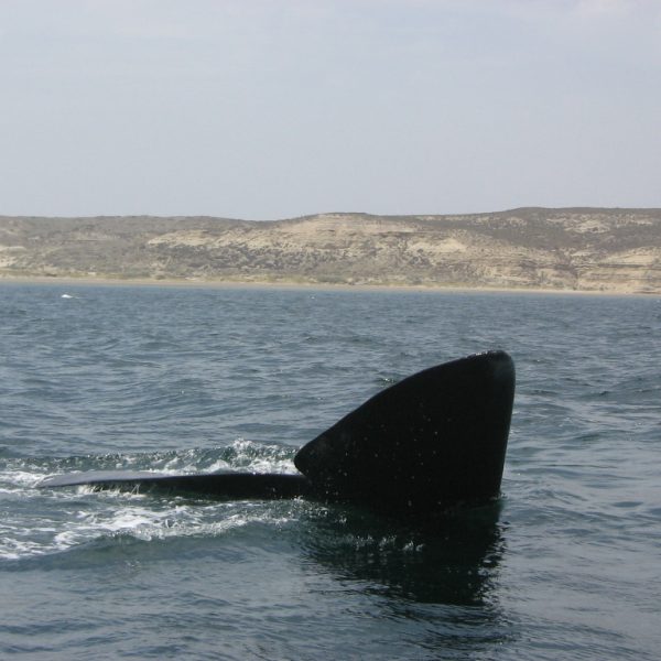 daagseArgentiniëHoogtepuntenreis&#deel