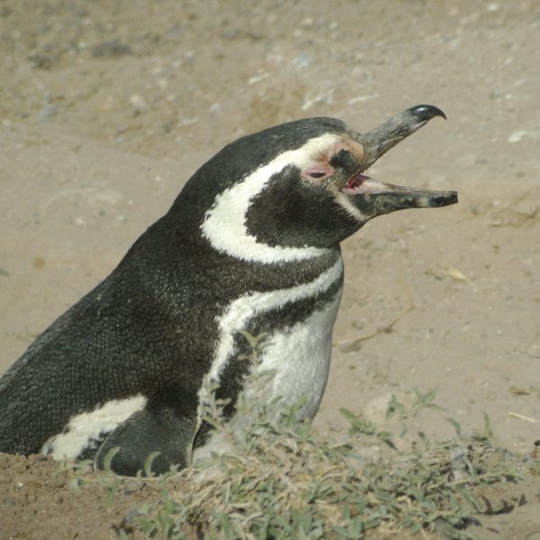 daagseArgentiniëHoogtepuntenreis&#deel