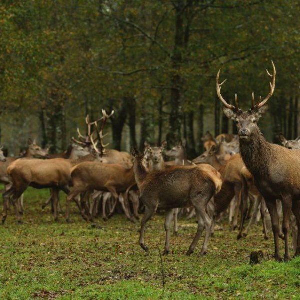 19 dagen – Chileens mooi merengebied