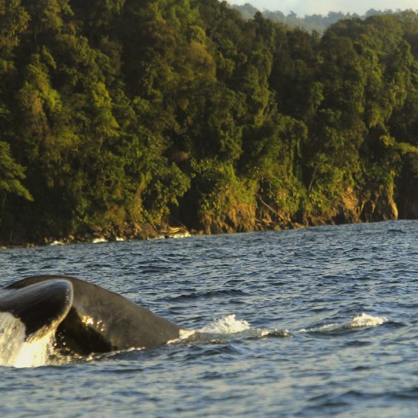 dagendemooistestrandenvancolombia
