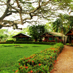 dagen&#Jungle,wildlife,vulkanenentropischestranden