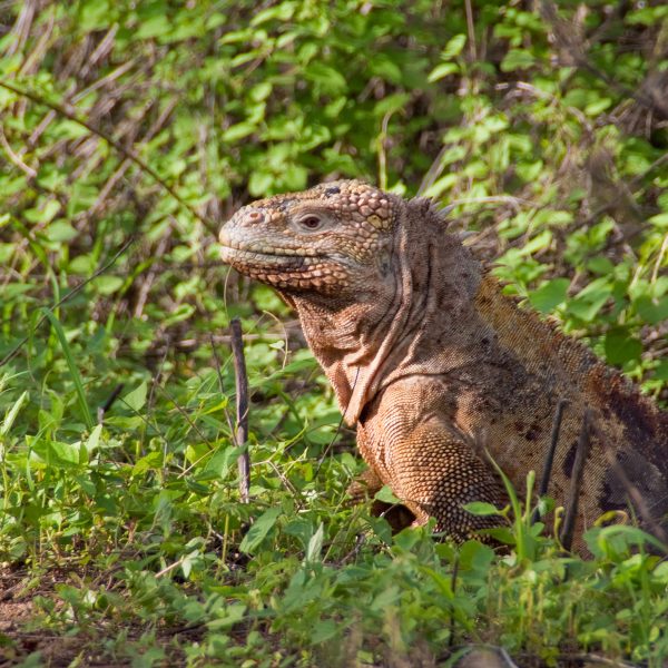 dagen&#AmazoneEcuador&#Galapagoscruise