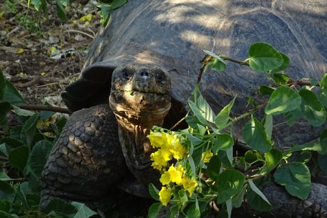 dagen&#Ecuadorvoornatuurliefhebbers