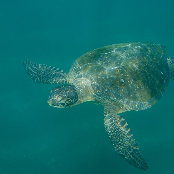 dagen&#AmazoneEcuador&#Galapagoscruise