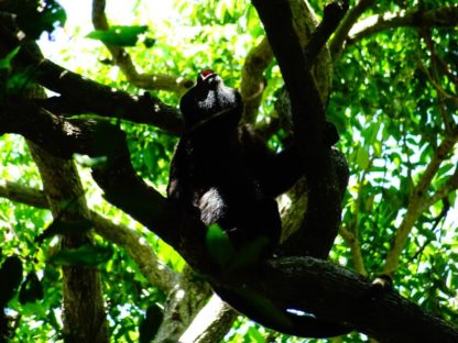 dagen&#Guatemala,Belize&#Honduras