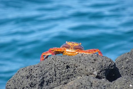 dagen&#Ecuadorvoornatuurliefhebbers