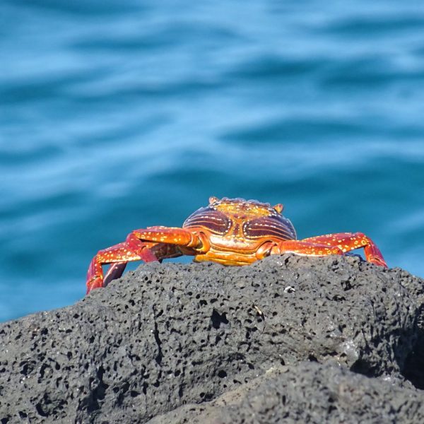 dagen&#Ecuadorvoornatuurliefhebbers