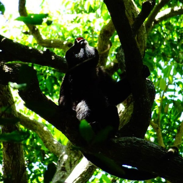 dagen–OnbekendGuatemala&#Honduras