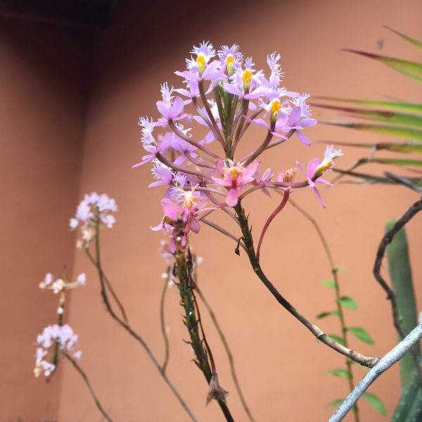 dagenMachuPicchu&#OnbekendNoord Peru