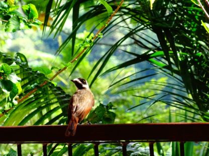 dagen&#Guatemala,Belize&#Honduras