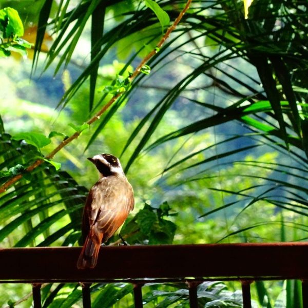dagen&#Guatemala,Belize&#Honduras