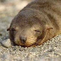 Dagen–Peru&#Panama