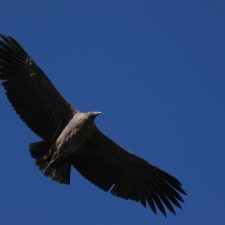 dagenDwarsdoordeAndes