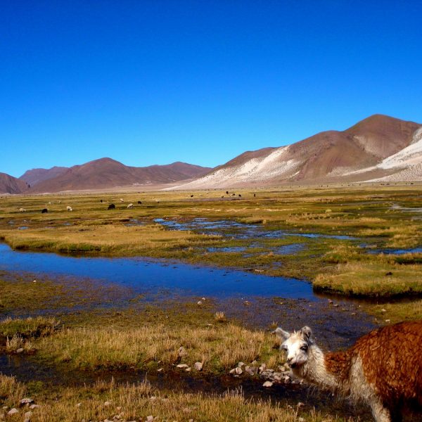 dagenChili,Bolivia&#Brazilië