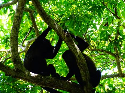 dagen&#Ecuadorvoornatuurliefhebbers