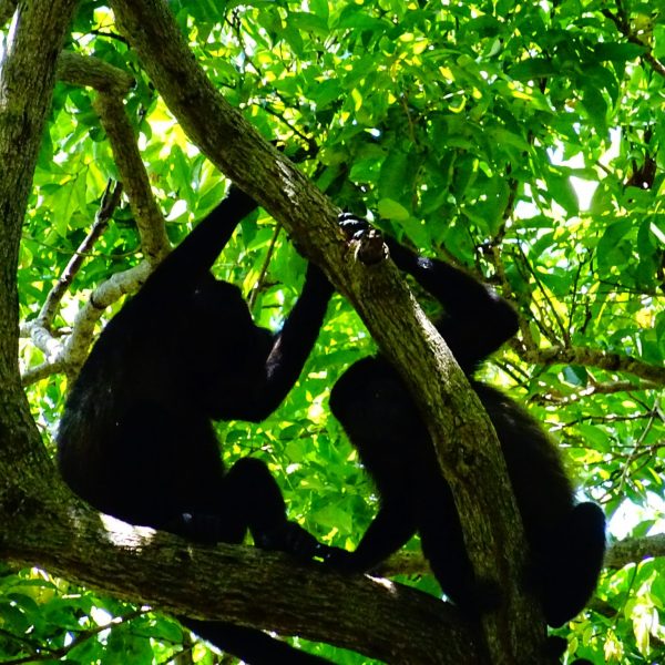 dagen&#Ecuadorvoornatuurliefhebbers