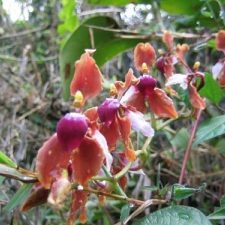 dagen&#KoloniaalCuzco&#Choquequiraotrekking