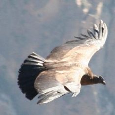 Dagen–Peru&#Panama