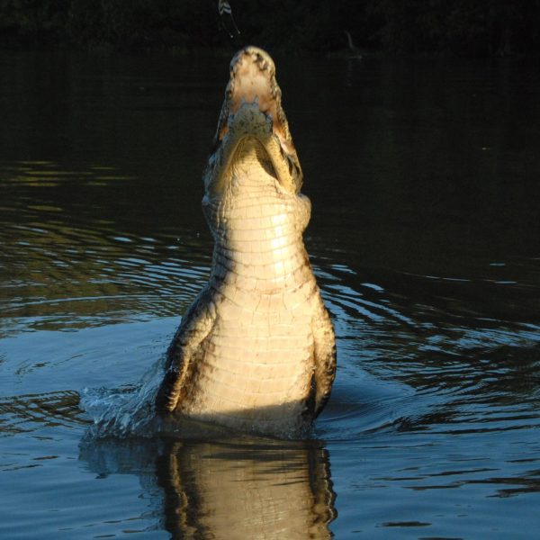 dagenChili,Bolivia&#Brazilië