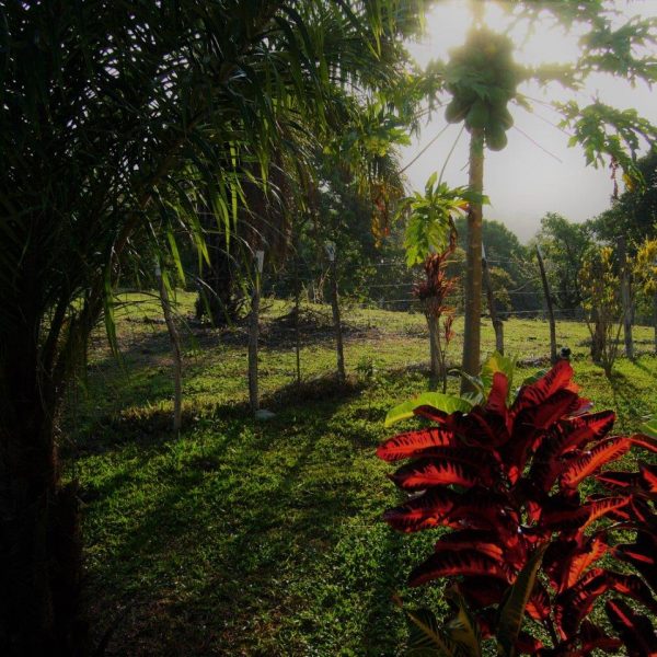 dagen&#Natuur&#authentiekPanama