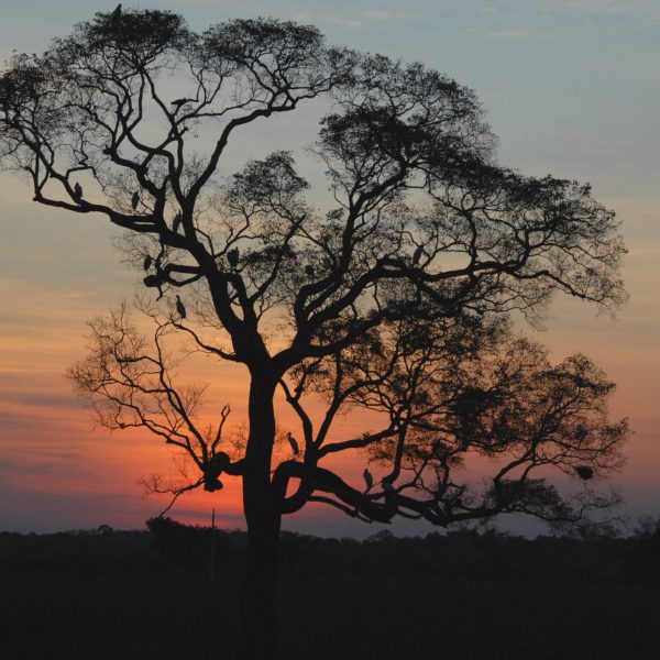 dagenChili,Bolivia&#Brazilië