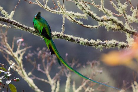 dagen–Safari&#wildlifeinonbekendCostaRica