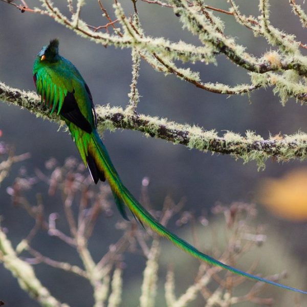 dagen–Safari&#wildlifeinonbekendCostaRica