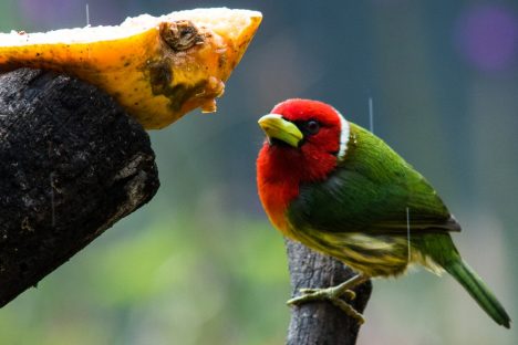 dagen–Safari&#wildlifeinonbekendCostaRica