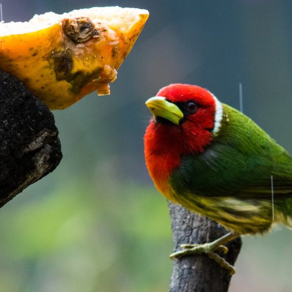 dagen–Safari&#wildlifeinonbekendCostaRica