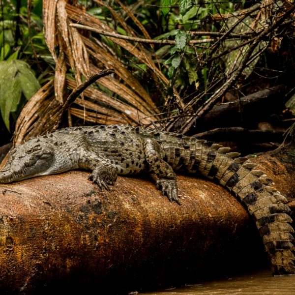 alligator
