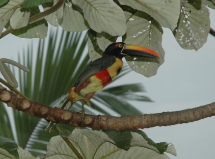 dagen–Safari&#wildlifeinonbekendCostaRica