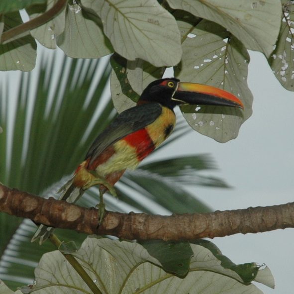 dagen–Safari&#wildlifeinonbekendCostaRica