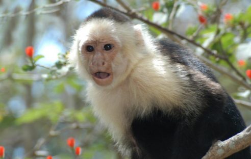 dagen–Safari&#wildlifeinonbekendCostaRica