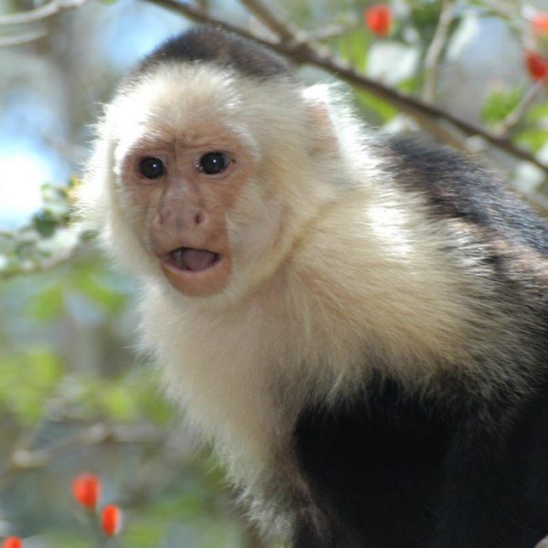 dagen–Safari&#wildlifeinonbekendCostaRica
