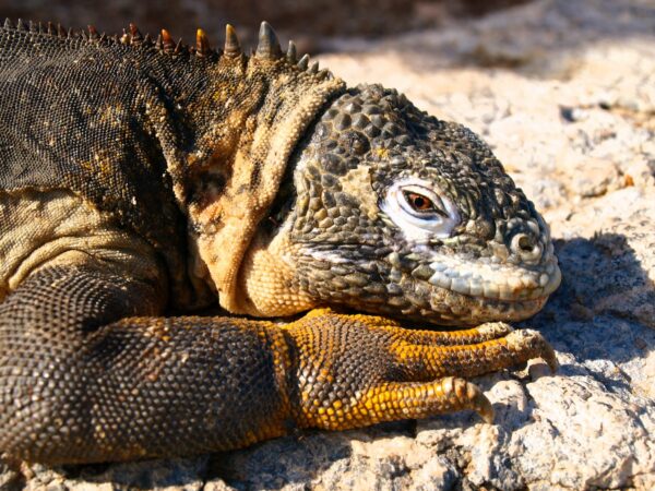 Thumbnail Galapagos reis Nathalie Hemert
