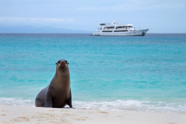 Thumbnail Treasure of Galapagos terug in stijl
