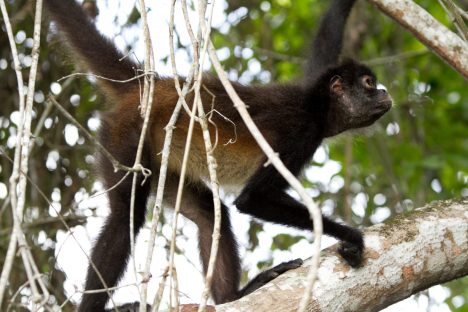 dagen–JungletrekkingnaarTikal